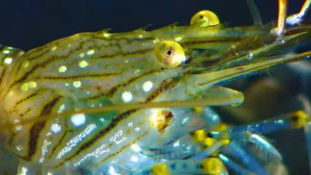 Close Shrimp Head Compound Eyes Nutrition Prawn Palaemon Elegans Black — Stock Video