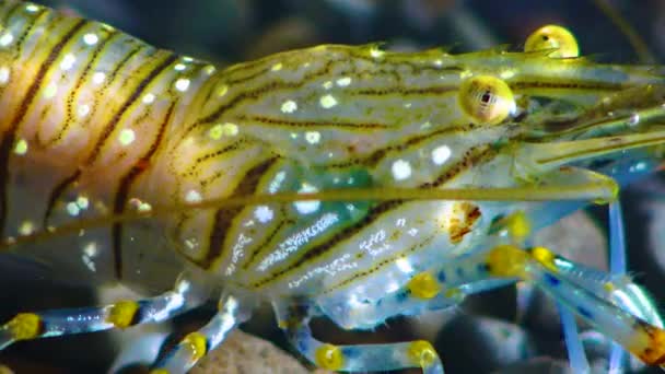 Detailní Záběr Hlavu Krevety Složenýma Očima Výživa Krevety Palaemon Elegans — Stock video