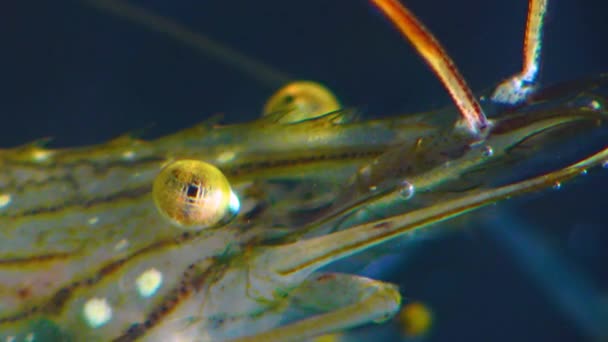 黑海虾 Palaemon Elegans 的虾眼营养 — 图库视频影像