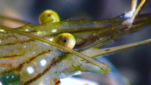 黑海虾 Palaemon Elegans 的虾眼营养 — 图库视频影像