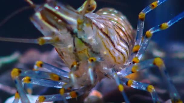 Primo Piano Una Testa Gambero Con Occhi Composti Nutrizione Gambero — Video Stock