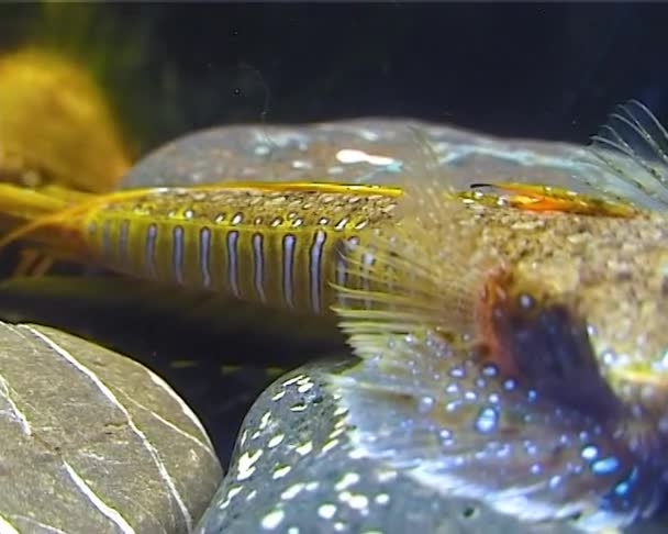 鳗鱼龙 Callionymus Pusillus 一种美丽的雄性鱼 游过海床 — 图库视频影像
