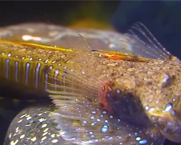 Dragonetto Pinna Vela Callionymus Pusillus Maschio Bel Pesce Nuota Sul — Video Stock