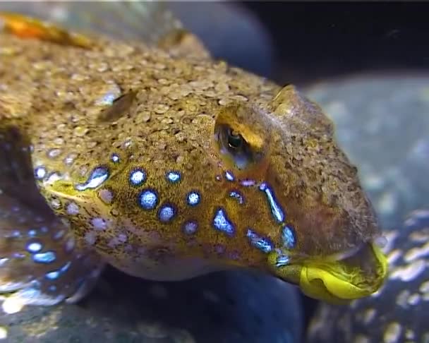 Sailfin Drak Callionymus Pusillus Samec Krásné Ryby Plave Přes Mořské — Stock video