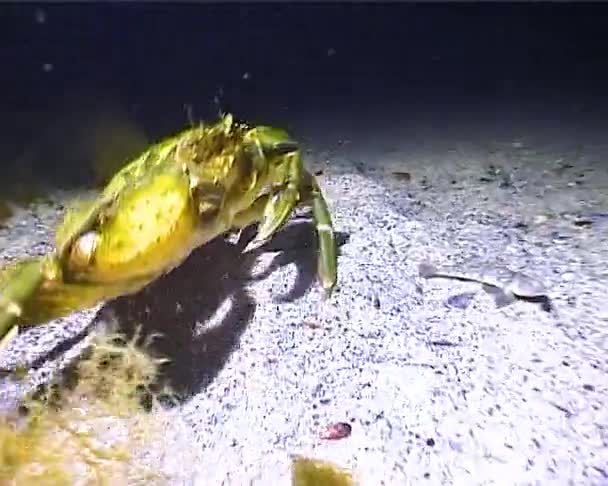 大的草蟹 绿螃蟹 Carcinus Maenas 入侵物种 — 图库视频影像