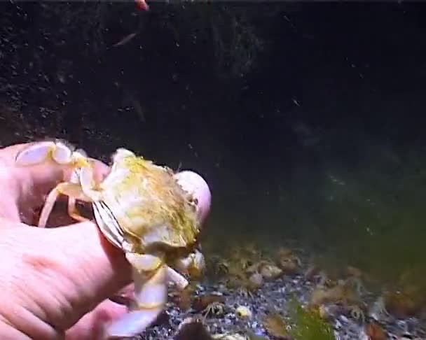 Flying Crab Liocarcinus Holsatus Bottom Black Sea Night — Stock Video