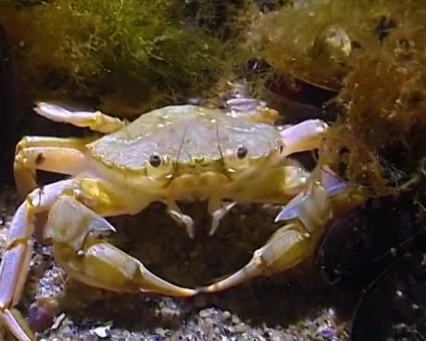 Fliegender Krebs Liocarcinus Holsatus Krabbe Fängt Und Frisst Nachts Meereswürmer — Stockvideo