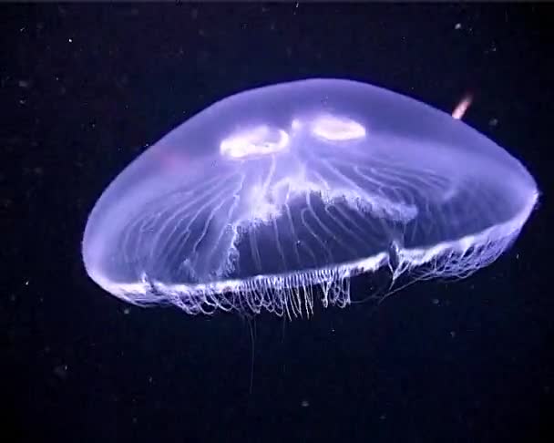 Floating Water Column Common Moon Jellyfish Aurelia Aurita Black Sea — Stockvideo
