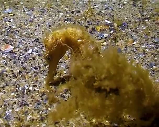 Rövid Orrú Csikóhal Hippocampus Hippocampus Amely Fekete Tengeren Élő Kagylók — Stock videók