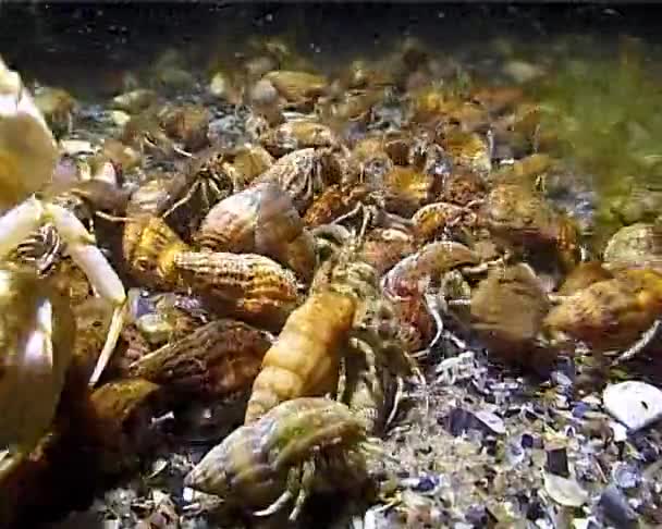 小規模なヤドカリ ジオゲネス ピューリレーター 海底のザリガニの大規模な濃度 — ストック動画