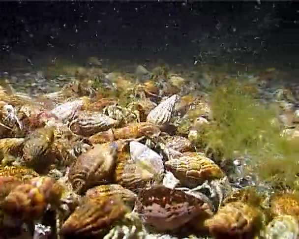 Petit Crabe Ermite Diogenes Pugilator Grande Concentration Écrevisses Sur Fond — Video