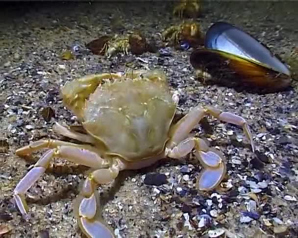 Flying Crab Liocarcinus Holsatus Crab Catches Eats Sea Worms Bottom — Stock Video