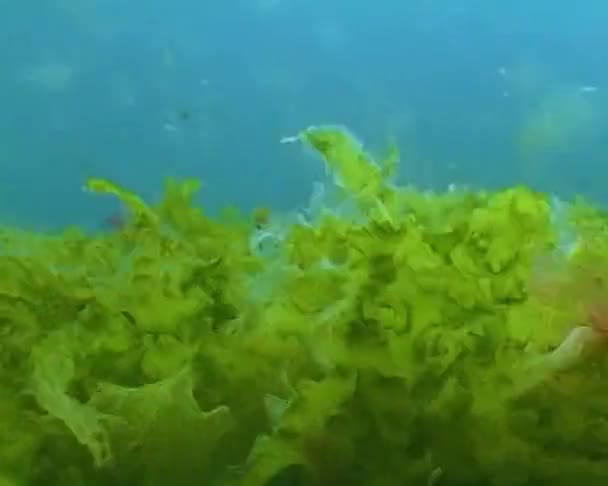 Podvodní Krajina Černého Moře Zelené Červené Řasy Kamenech — Stock video