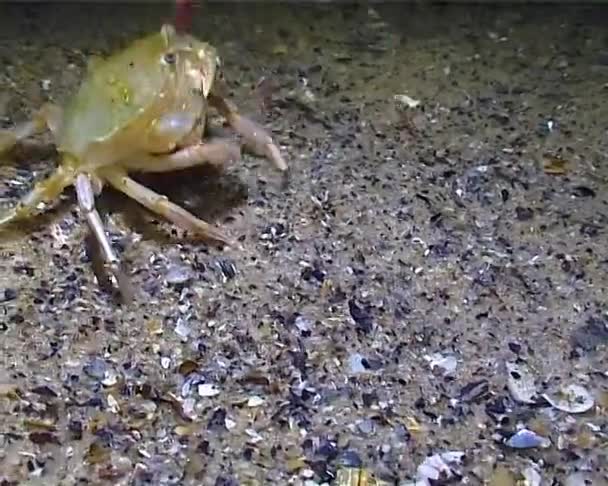 Kraby Latające Liocarcinus Holsatus Kraby Poławiające Jedzące Robaki Morskie Dnie — Wideo stockowe