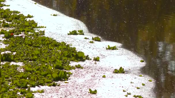 Waterplanten Drijvend Het Wateroppervlak Pistia Stratiotes Onder Eendenkroos Wolffia Een — Stockvideo