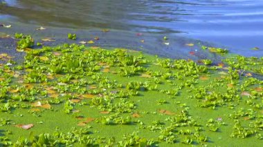 Su yüzeyinde yüzen su bitkileri. Durgun bir gölette ördek yosunu ve Wolffia arasında Pistia stratiotları.