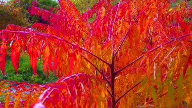 Bahçede zehirli bitki Sumac 'ın (Rhus typhina, Anacardiaceae) kırmızı sonbahar yaprakları, sürgülü atış