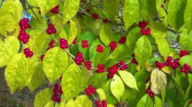 Yeşil yapraklı kırmızı meyveler Amur hanımeli (Lonicera maackii) 