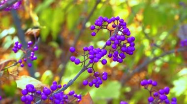 Callicarpa (beautyberry) (Callicarpa bodinieri) bahçede küçük bir süs çalı üzerinde mor meyveler