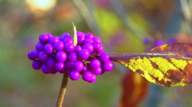 Callicarpa (beautyberry) (Callicarpa bodinieri) bahçede küçük bir süs çalı üzerinde mor meyveler