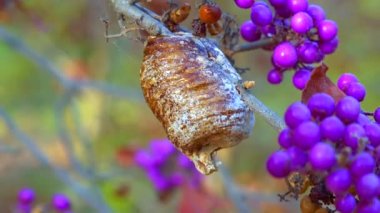 Mor meyveli (Callicarpa bodinieri) bir dalda peygamber devesi yumurtaları dua eden kozalar)