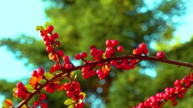 Yeşil yapraklardan oluşan bir zemin üzerinde kırmızı böğürtlen (Cotoneaster horizontalis)