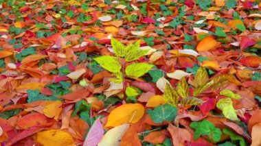 Güzel kırmızı kiraz ve sakura yaprakları Sonbaharda yere düştü, sürgülü atış