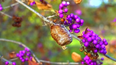 Mor meyveli (Callicarpa bodinieri) bir dalda peygamber devesi yumurtaları dua eden kozalar)