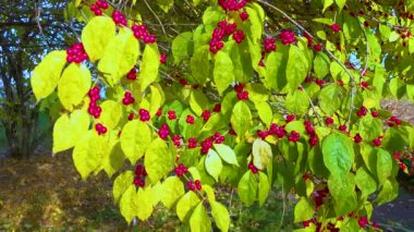 Yeşil yapraklı kırmızı meyveler Amur hanımeli (Lonicera maackii) 