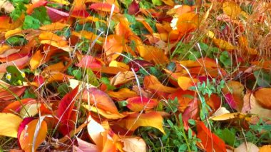 Güzel kırmızı kiraz ve sakura yaprakları Sonbaharda yere düştü, sürgülü atış