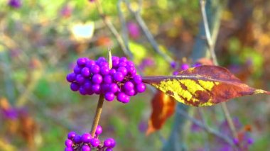 Callicarpa (beautyberry) (Callicarpa bodinieri) bahçede küçük bir süs çalı üzerinde mor meyveler