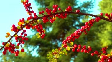 Yeşil yapraklardan oluşan bir zemin üzerinde kırmızı böğürtlen (Cotoneaster horizontalis)