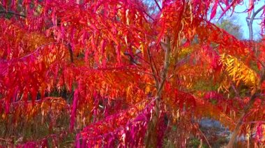 Bahçede zehirli bitki Sumac 'ın (Rhus typhina, Anacardiaceae) kırmızı sonbahar yaprakları, sürgülü atış