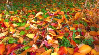 Güzel kırmızı kiraz ve sakura yaprakları Sonbaharda yere düştü, sürgülü atış