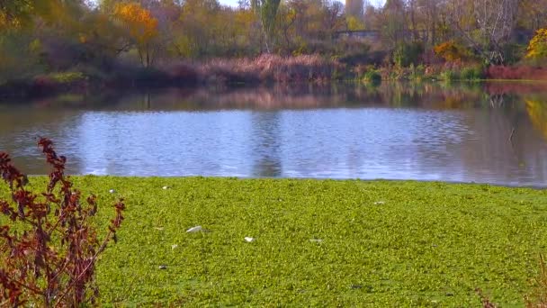 Vodní Rostliny Plovoucí Hladině Vody Pistia Stratiotes Mezi Duckweed Wolffia — Stock video