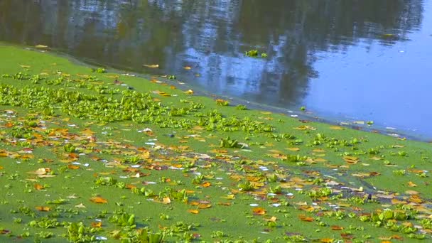Водні Рослини Плавають Поверхні Води Pistia Stratiotes Між Водоростями Wolffia — стокове відео