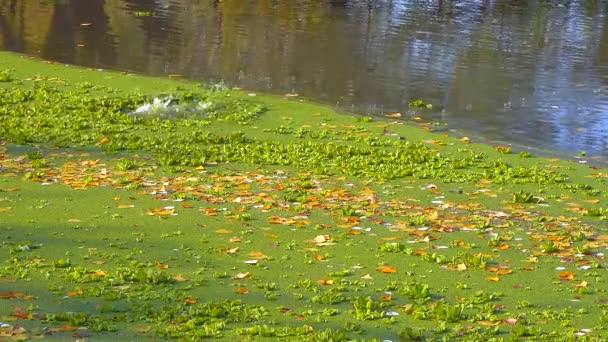 水の表面に浮かぶ水生植物雑草の間のピスティア通りと停滞池のWolffia — ストック動画