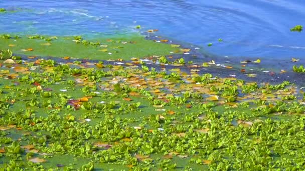 Водні Рослини Плавають Поверхні Води Pistia Stratiotes Між Водоростями Wolffia — стокове відео