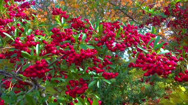 Κόκκινα Φρούτα Του Αειθαλούς Φυτού Pyracantha Της Οικογένειας Rosaceae — Αρχείο Βίντεο