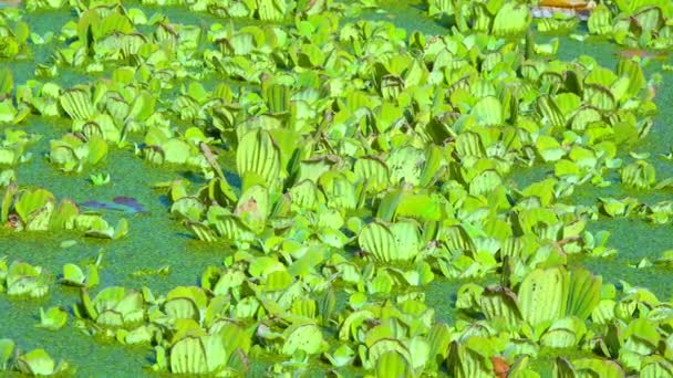 Drijvende Waterplanten Pistia Stratiotes Tussen Eendenkroos Wolffia Een Stilstaande Vijver — Stockvideo