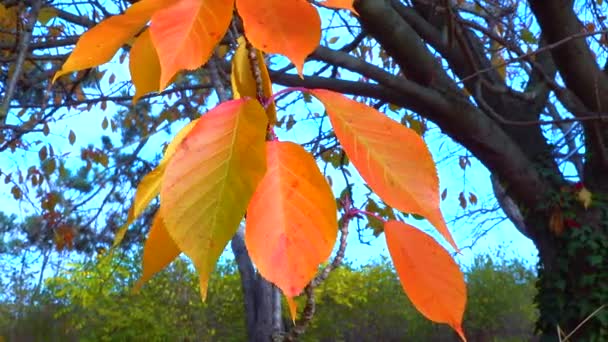 Осінь Красиве Червоно Жовте Листя Сакури Гілці Дерева Повзунок — стокове відео