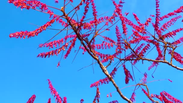 Daun Musim Gugur Merah Dari Tanaman Beracun Sumac Rhus Typhina — Stok Video