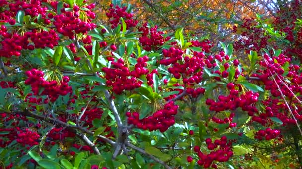 Rosaceae Familyasındaki Her Zaman Yeşil Olan Pyracantha Bitkisinin Kırmızı Meyveleri — Stok video