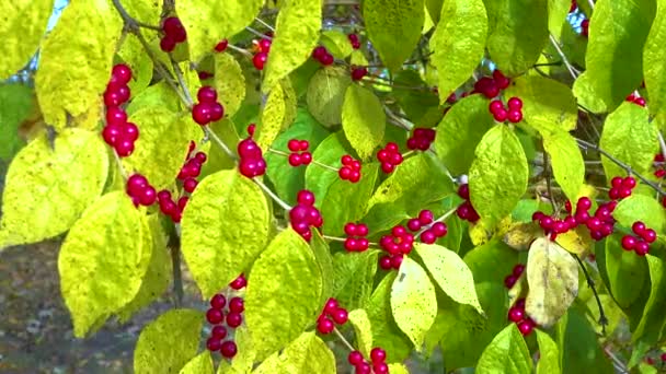 Rote Beeren Auf Grünem Hintergrund Amur Geißblatt Lonicera Maackii — Stockvideo