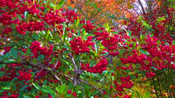 Czerwone Owoce Wiecznie Zielonej Rośliny Pyracantha Rodzinie Rosaceae — Wideo stockowe