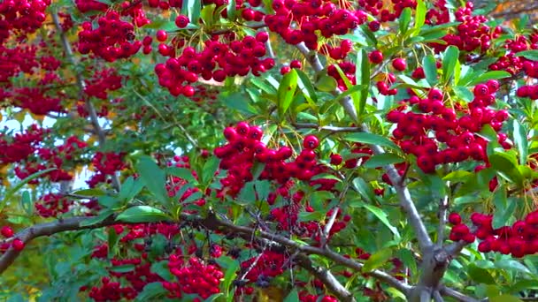 Червоні Плоди Вічнозеленої Рослини Pyracantha Родині Rosaceae — стокове відео