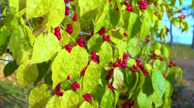 Yeşil yapraklı kırmızı meyveler Amur hanımeli (Lonicera maackii) 