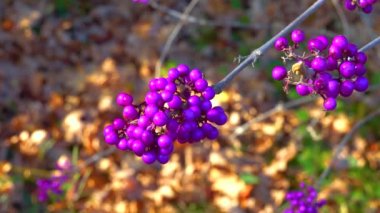 Callicarpa (beautyberry) (Callicarpa bodinieri) bahçede küçük bir süs çalı üzerinde mor meyveler