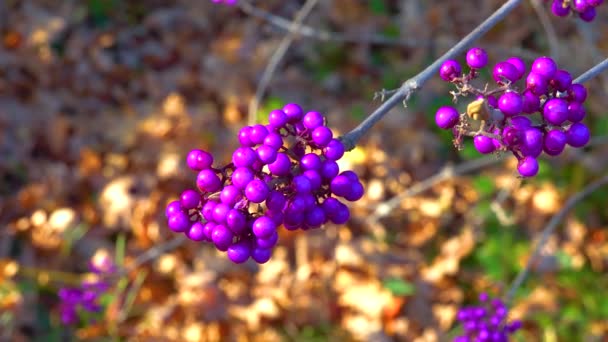 Callicarpa Beautyberry Callicarpa Bodinieri Purple Fruits Small Ornamental Shrub Garden — Stock Video