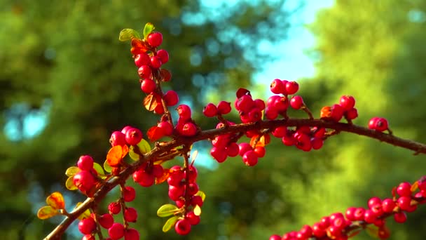 绿叶背景下的红色浆果 横向的 — 图库视频影像